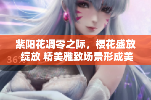 紫陽花凋零之際，櫻花盛放 綻放 精美雅致場景形成美妙畫卷