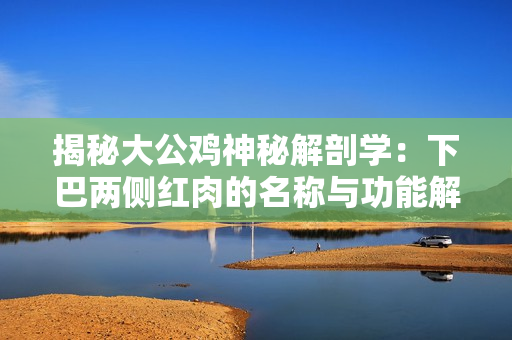 揭秘大公雞神秘解剖學：下巴兩側(cè)紅肉的名稱與功能解密